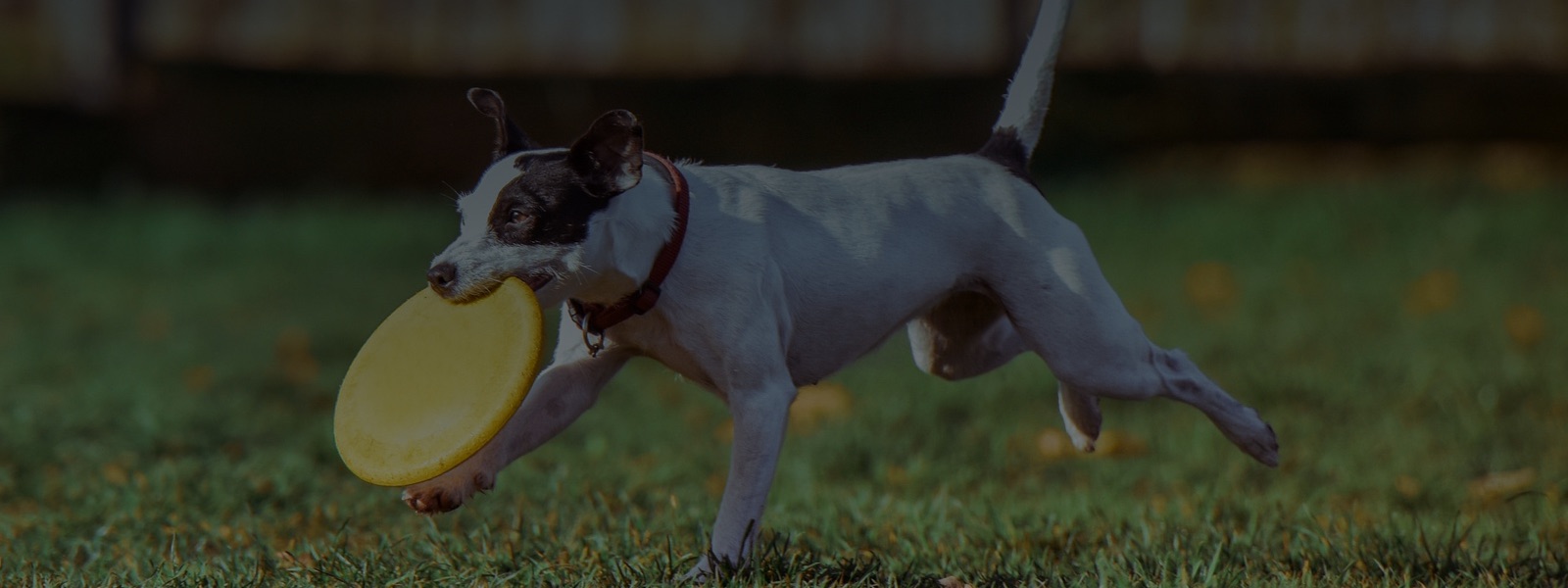Group canine tracking